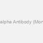 Anti-ER alpha Antibody (Monoclonal)